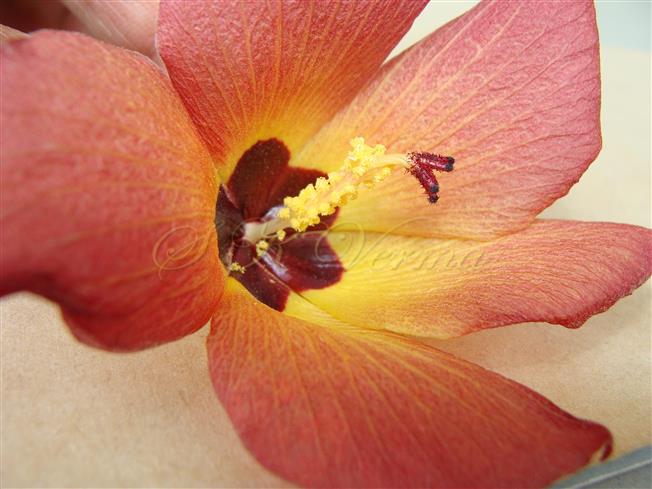  Flower- Pistil and Stamens